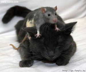 猫と鼠2