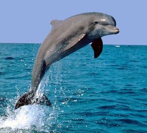 池袋中国語コラム　海豚也会照镜子-イルカの自我意識