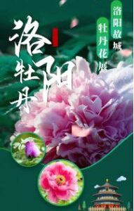 洛陽牡丹祭り