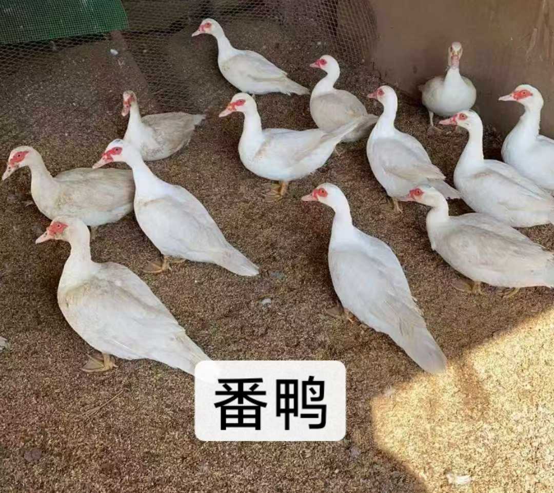 アヒル