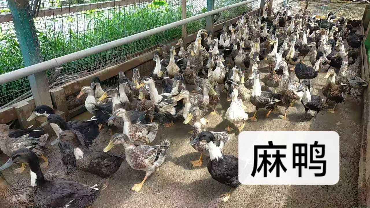 マガモ
