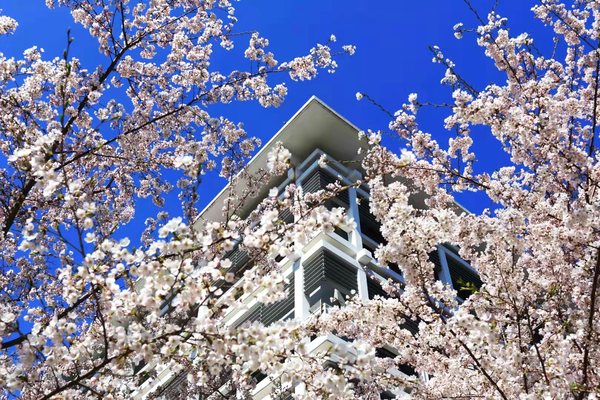 桜咲くキャンパス
