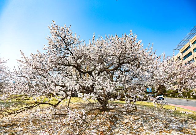桜咲く春のキャンパス