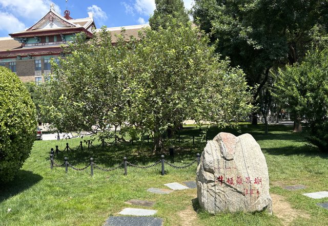 天津大学のニュートンの木